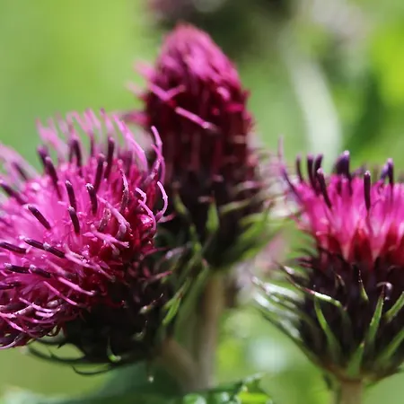 Ξενοδοχείο Der Almblick