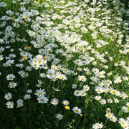 Der Almblick فندق 4*