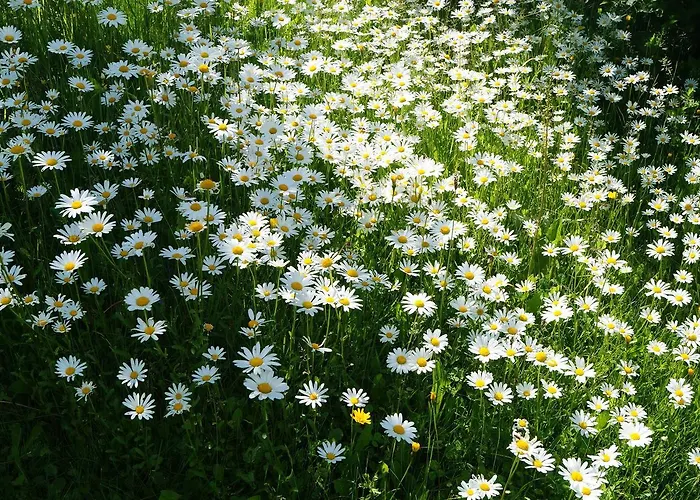 Der Almblick Hotell 4*